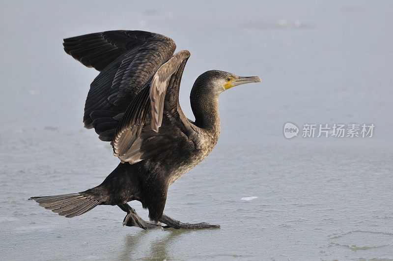 鸬鹚(Phalacrocorax carbo)